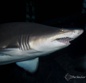 Taken at Aquarium of the Americas - Sand Tiger Shark by Patricia Sinclair 